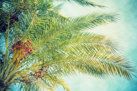 Grunge image of palm tree  Focus on the leavesの写真素材