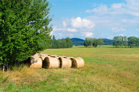 Sheaves of hay in the forest glade.の写真素材