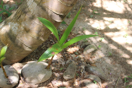 small palmの写真素材