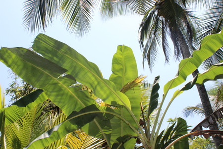 banana palmの写真素材