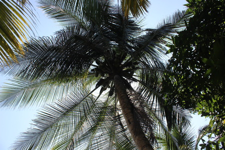 palms treeの写真素材