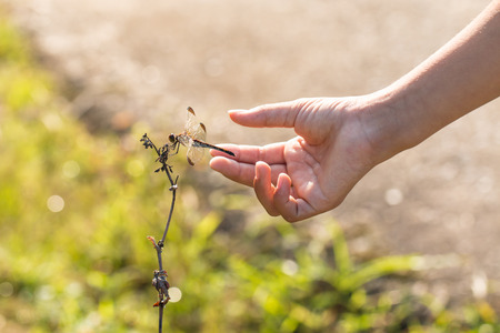 girl hand with dragonfly on dry grass in the morningの写真素材