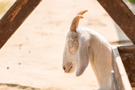 closeup sleeping  white goat portrait in farmの写真素材