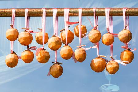 Dried kaki fruit hanging from metal pipeの写真素材