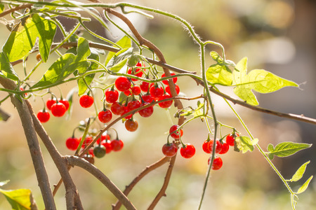 red ripe solanum lyratum wiht sunlight morning in gardenの写真素材