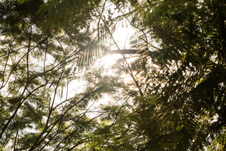 Natural. The abstract of the sunの写真素材