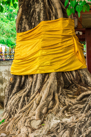 The roots of big trees in forestの写真素材
