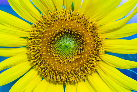 Sunflower. The pattern of pollen.の写真素材