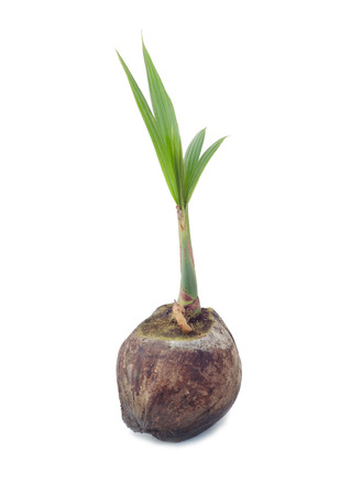 young plant of coconut treeの写真素材
