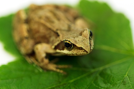 Brown frog on green leaf. macro