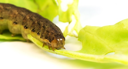 caterpillar on cabbage leaves. close-upの写真素材