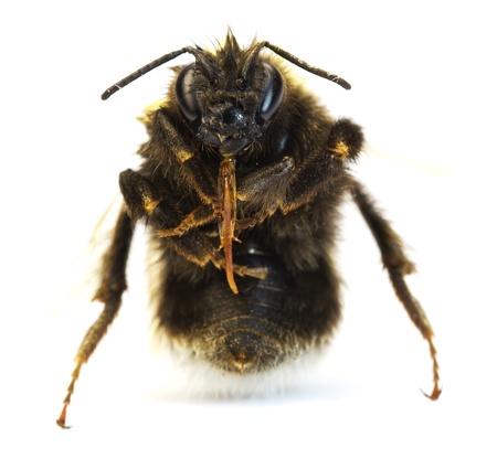 bumblebee on a white  background. macroの写真素材
