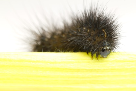 black caterpillar on a white backgroundの写真素材