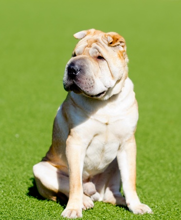 shar pei dog on a green lawn on a sunny dayの写真素材