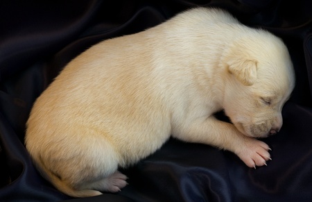 newborn puppy sleeping on silk fabricの写真素材