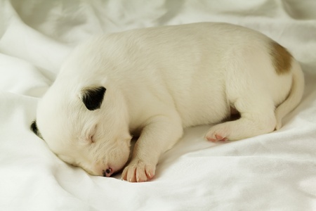 newborn puppy sleeping on silk fabricの写真素材