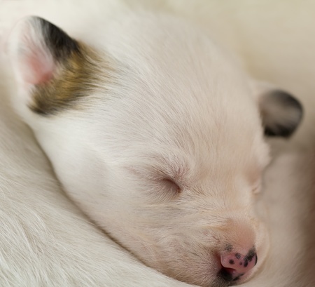newborn puppy sleepingの写真素材