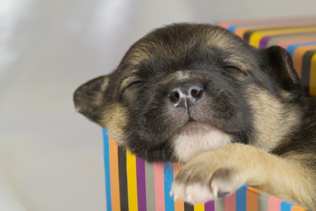 newborn puppy sleeping in a gift boxの写真素材