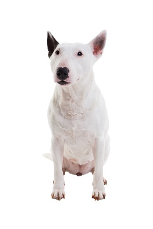 bull terrier on a white background in the studioの写真素材