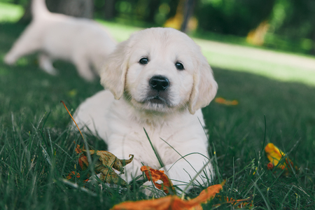 Puppy Golden Retriever pup rests on natureの写真素材