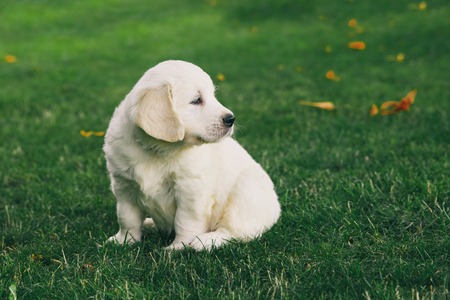 Puppy Golden Retriever pup rests on nature