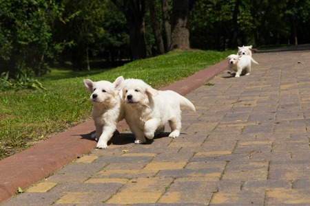 Puppy Golden Retriever puppies running around on a rocky trackの写真素材