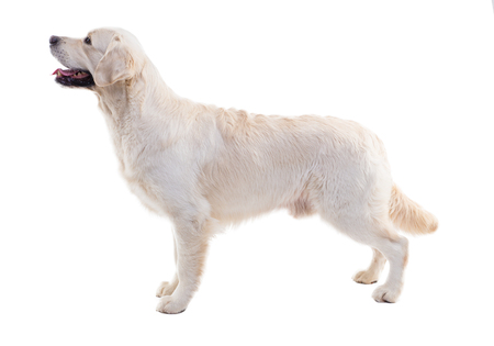portrait of a golden retriever on a white background.の写真素材