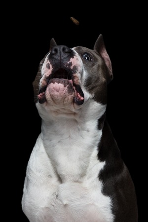 funny muzzle of a American pit bull terrier that catches food on a black background in a studio.の写真素材