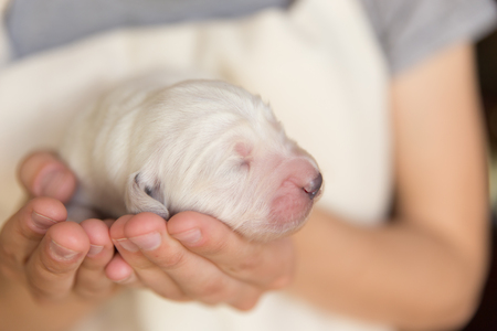 Newborn puppy of a golden retriever lies in female handsの写真素材