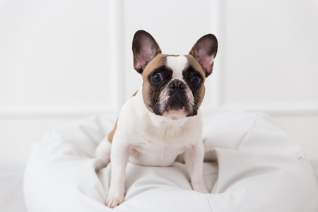 portrait of a dog of a French bulldog at home in a light interior close-up.の写真素材