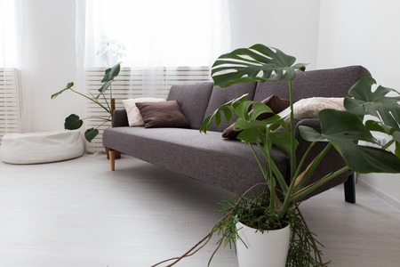 modern studio apartment with living plants. gray in the interior. sofa in the living room.の写真素材