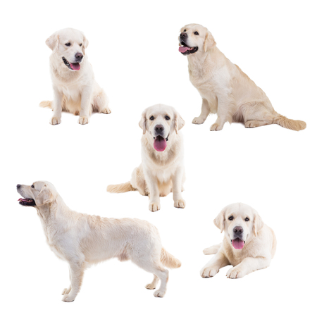 golden retriever isolate collage on white background in studioの写真素材