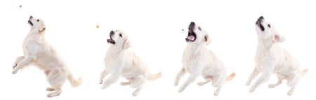 golden retriever jumping, catching food against a white background.の写真素材
