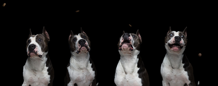 dog fighting breeds - American pit bull terrier - on a black background in studio isolated. collage.の写真素材