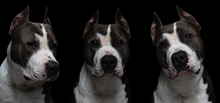 dog fighting breeds - American pit bull terrier - on a black background in studio isolated. collage.の写真素材