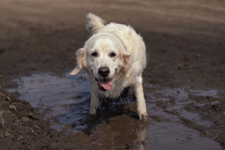 Funny picture - a beautiful thoroughbred dog with joy lying in a muddy puddleの写真素材