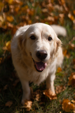 portrait of a beautiful golden retriever in fallen autumn foliageの写真素材
