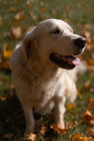 portrait of a beautiful golden retriever in fallen autumn foliage