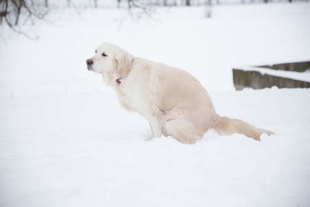 big dog shits in the park on white snow in winterの写真素材