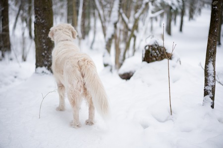 pets in nature. portrait of a beauty dog. a beautiful golden retriever stay in a winter snow-covered...