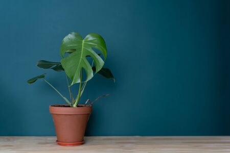 indoor plant in the interior - Monstera on a wooden tabletop against a green wallの写真素材