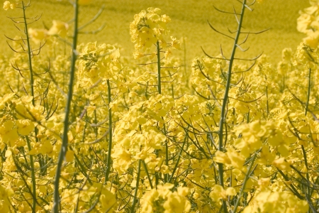 flowers of rapeseed
