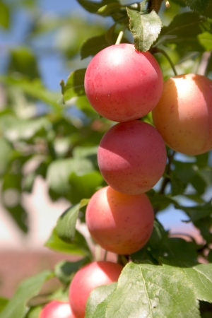 plums on a branchの写真素材