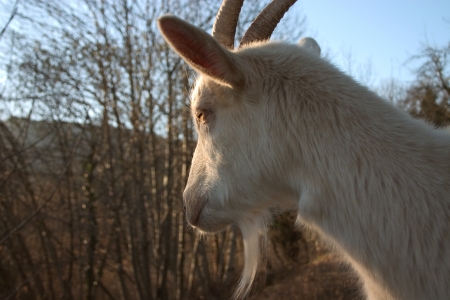 Portrait of one goatの写真素材