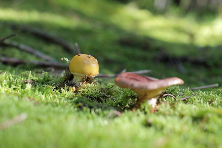 small edible mushroom on mossの写真素材