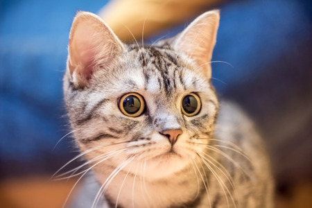 Young beautiful british cat from the frontの写真素材