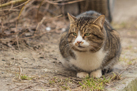 The large pet cat sitting on the street in the yardの写真素材
