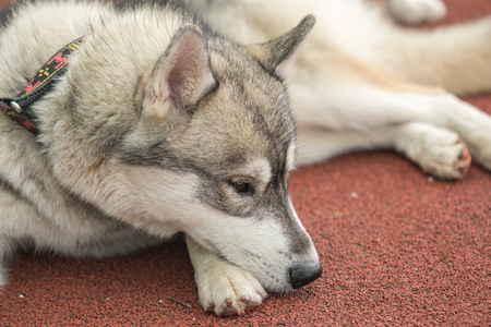 Young Husky dog resting on the gray color orange surfaceの写真素材