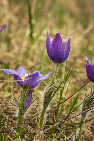 Close-up of stalks and buds pasque-flower(Pulsatilla vulgaris) growing in the forest