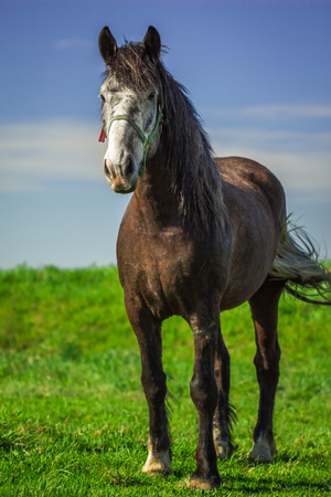 A horse with a gray muzzle brown suit grazing on a green field in the countrysideの写真素材